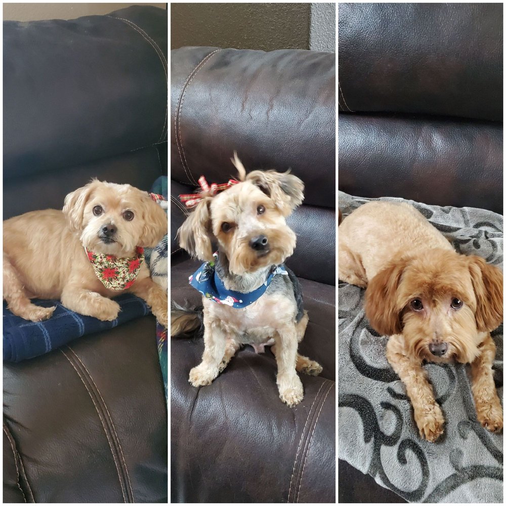 TAIL WAGGEN MOBILE GROOMER Updated September 2024 Dixon, California