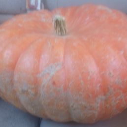 Pumpkin Pumpkin