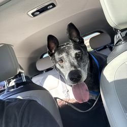 Santa Ynez Pet Hospital - leila after surgery