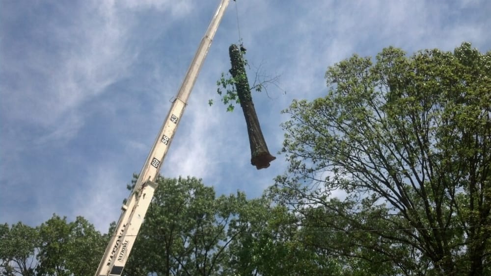 CHATTANOOGA TREE CARE 6920 Northside Dr, Chattanooga, Tennessee