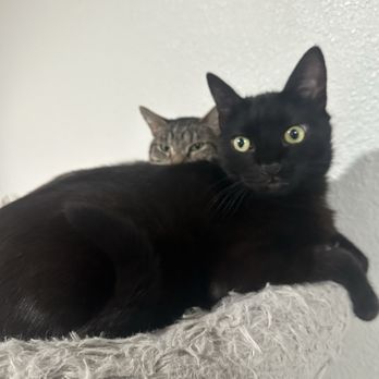 Paw & Flame - Pet Sitting Near Me