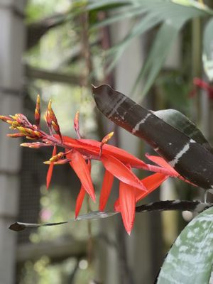 Singapore Botanic Gardens by null