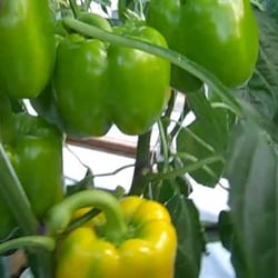 Thompson's Greenhouse - Summer veggies for the health conscious.