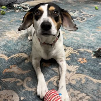 Wallace Falls Farm - Pet Boarding Near Me - Gold Bar, Washington