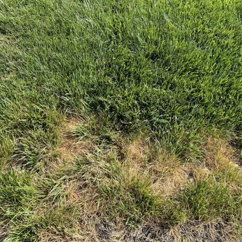 MVP Irrigation - a patch of grass that has been mowed - Landscaping Near Me MVP Irrigation - a patch of grass that has been mowed - Landscaping Near Me