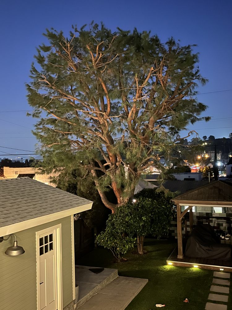 One Day Tree service - tree service in Los Angeles, CA