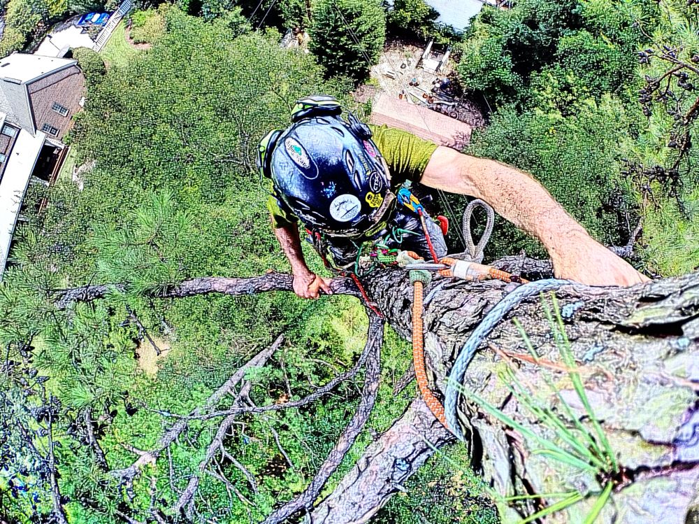 The Canopy Climber - tree service in Simpsonville, SC