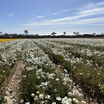 The Flower Fields - Venues & Event Spaces Near Me - Carlsbad, California The Flower Fields - Venues & Event Spaces Near Me - Carlsbad, California
