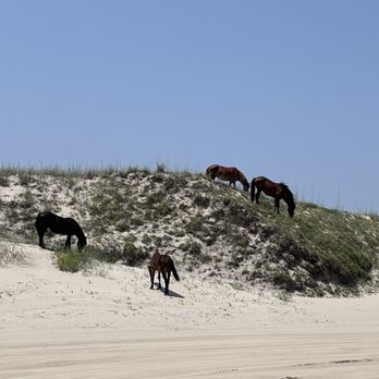 Wild Horse Adventure Tours - Wild horses in the dunes, Corolla, July 1, 2026 - Tours Near Me - Corolla, North Carolina Wild Horse Adventure Tours - Wild horses in the dunes, Corolla, July 1, 2026 - Tours Near Me - Corolla, North Carolina