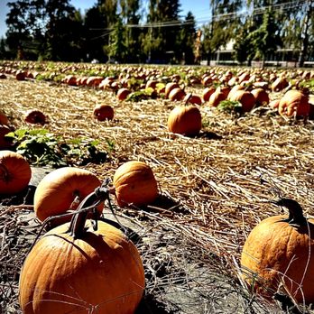 Scholls Ferry Farm - Pumpkin Patches Near Me - Hillsboro, Oregon Scholls Ferry Farm - Pumpkin Patches Near Me - Hillsboro, Oregon