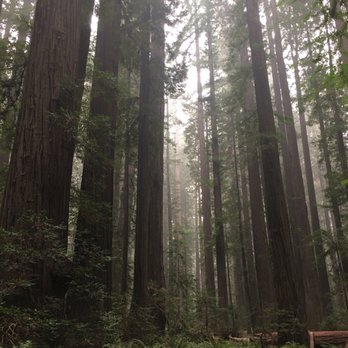 Humboldt Redwoods State Park - Redwood Forest - Parks Near Me - Weott, California Humboldt Redwoods State Park - Redwood Forest - Parks Near Me - Weott, California