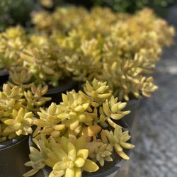Seaside Growers Nursery - Sedum Coppertone Stonecrop
