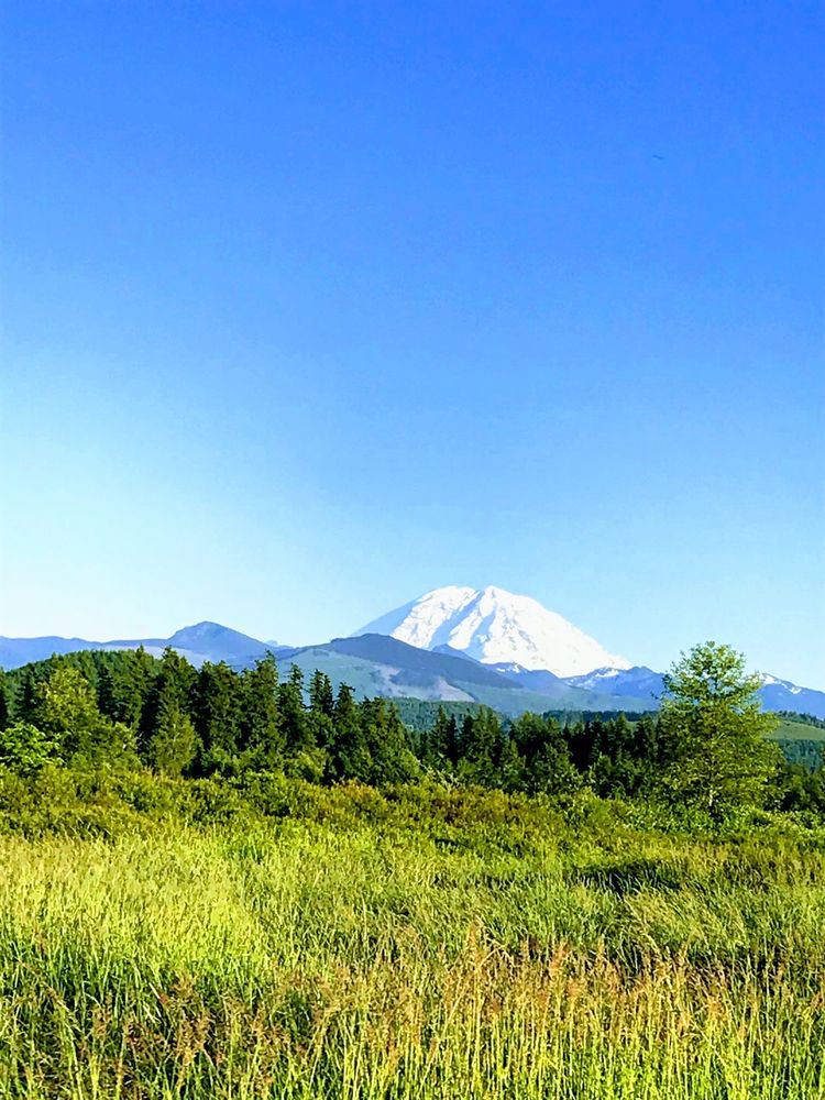 Trelstad Tree - tree service in Seattle, WA