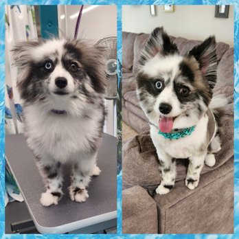 Ruff 2 Fluff Mobile Pet Grooming - Mila is the most adorable pomsky in Ocala now 3 - Pet Groomers Near Me Ruff 2 Fluff Mobile Pet Grooming - Mila is the most adorable pomsky in Ocala now 3 - Pet Groomers Near Me
