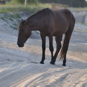 Wild Horse Adventure Tours - Tours Near Me - Corolla, North Carolina
