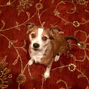 Carl's Jr - She's my fur baby - Burgers Near Me - Lake Elsinore, California Carl's Jr - She's my fur baby - Burgers Near Me - Lake Elsinore, California