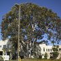 Advanced Tree Care