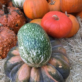 Piedmont Avenue Pumpkin Patch - Pumpkin Patches Near Me - Oakland, California Piedmont Avenue Pumpkin Patch - Pumpkin Patches Near Me - Oakland, California