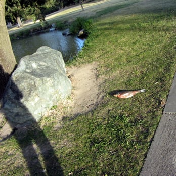 Oak Grove Regional Park - Confusing scene.  Dead fish with his fin up reaching toward the water. Poor guy. - Parks Near Me - Stockton, California