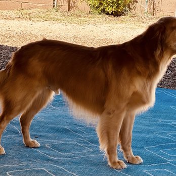 Fur-Ever Friends Paw Spa - Fur-fresh today, dirt couture tomorrow. - Pet Groomers Near Me Fur-Ever Friends Paw Spa - Fur-fresh today, dirt couture tomorrow. - Pet Groomers Near Me