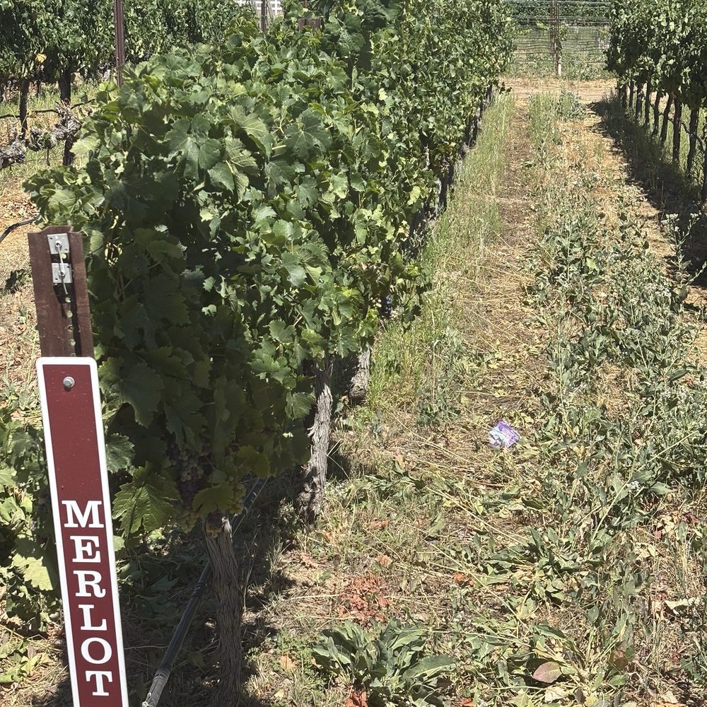 Garre Winery - Merlot grapevines. - Wineries Near Me - Livermore, California Garre Winery - Merlot grapevines. - Wineries Near Me - Livermore, California