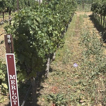 Garre Winery - Merlot grapevines. - Wineries Near Me - Livermore, California Garre Winery - Merlot grapevines. - Wineries Near Me - Livermore, California