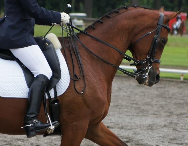 Jory Hill Stables - equestrian in Salem, OR