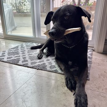 Long Beach Animal Emergency - Back to being a healthy 10 yo rescue! - Veterinarians Near Me - Long Beach, California Long Beach Animal Emergency - Back to being a healthy 10 yo rescue! - Veterinarians Near Me - Long Beach, California