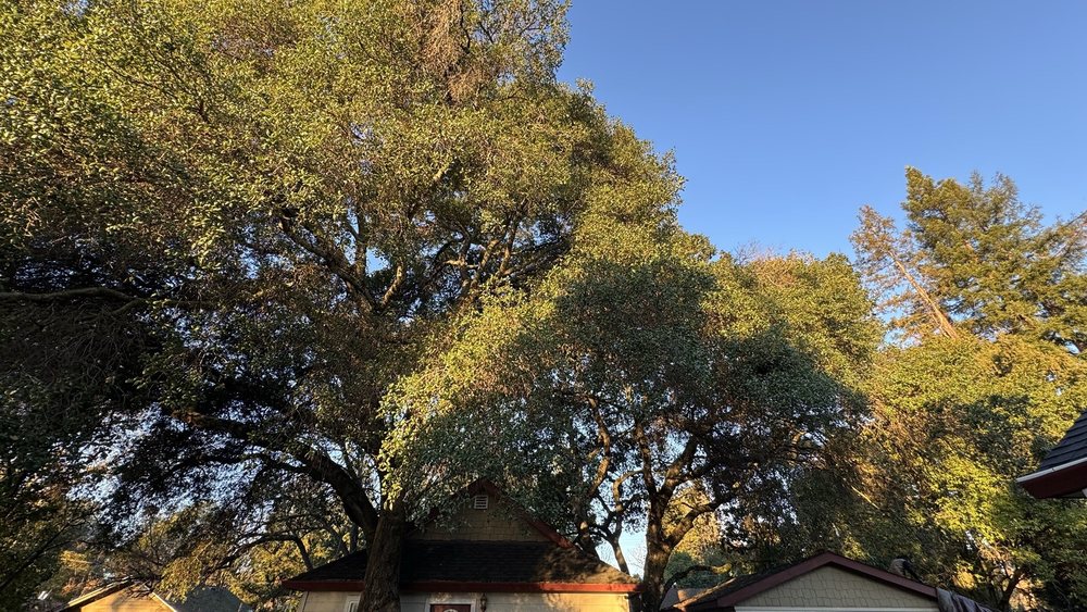 Leo's Tree Service - tree service in San Rafael, CA