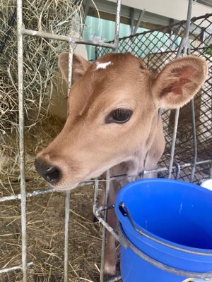 Freedom Hill Farm by null