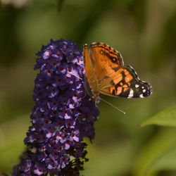 Shonnard’s - Butterfly on a butterfly bush in our shrub yard.