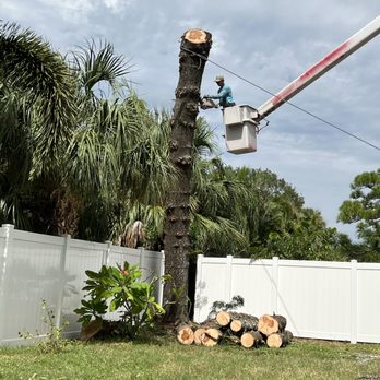 Total Tree Maintenance - Getting to the bottom of the removal. - Tree Services Near Me Total Tree Maintenance - Getting to the bottom of the removal. - Tree Services Near Me