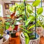 The Plant Niche