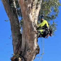 Branching Out Tree Service