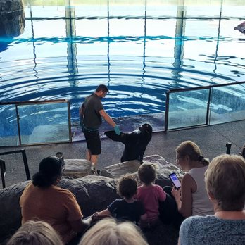 Shedd Aquarium - Aquariums Near Me - Chicago, Illinois Shedd Aquarium - Aquariums Near Me - Chicago, Illinois