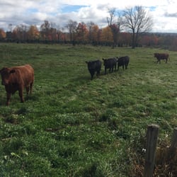 Burgess Tree Farm - Don't forget to visit the cows.
