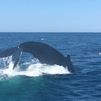 Hyannis Whale Watcher Cruises - Whale Watching Tours Near Me - Barnstable, Massachusetts Hyannis Whale Watcher Cruises - Whale Watching Tours Near Me - Barnstable, Massachusetts
