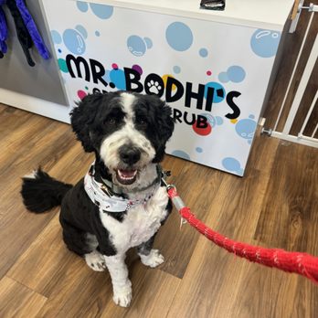 Mr. Bodhi's Grub & Scrub - Pet Groomers Near Me - Solana Beach, California Mr. Bodhi's Grub & Scrub - Pet Groomers Near Me - Solana Beach, California