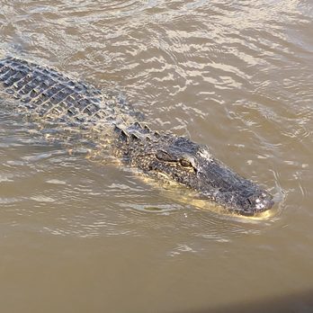 Ultimate Swamp Adventures - Tours Near Me - Westwego, Louisiana Ultimate Swamp Adventures - Tours Near Me - Westwego, Louisiana