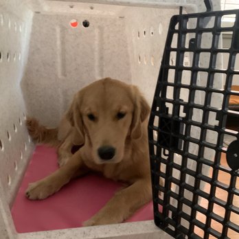 K9-INDIGO - Pet Training Near Me K9-INDIGO - Pet Training Near Me