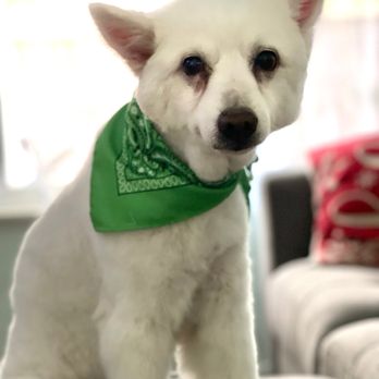 Nikki's Pet Spa - Pet Groomers Near Me - Norco, California