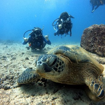 Kaimana Divers - found a turtle - Scuba Diving Near Me - Honolulu, Hawaii Kaimana Divers - found a turtle - Scuba Diving Near Me - Honolulu, Hawaii