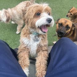 Red Rover Pet Resort - Aren't I the cutest!
