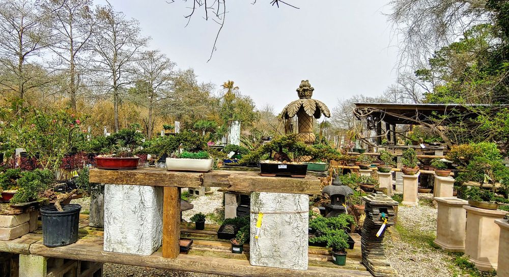 MAAS NURSERY 507 Photos & 120 Reviews 5511 Todville Rd, Seabrook