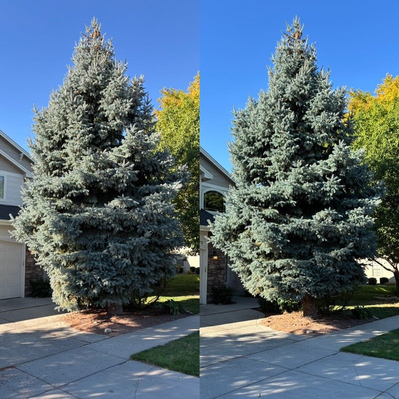 Sawtooth Tree Service - tree service in Boise, ID