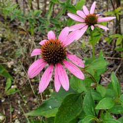 Norcross Wildlife Sanctuary - Cone flowers
