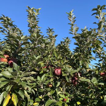 Marker-Miller Orchards - apples growing on a tree - Bakeries Near Me - Winchester, Virginia Marker-Miller Orchards - apples growing on a tree - Bakeries Near Me - Winchester, Virginia