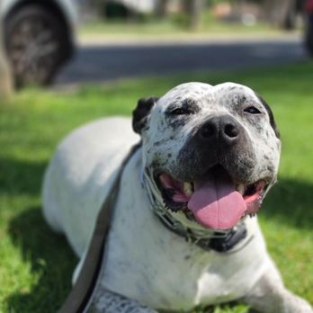 Bad Attitude K9 - Soak up the sun outdoor with your dog today - Pet Training Near Me Bad Attitude K9 - Soak up the sun outdoor with your dog today - Pet Training Near Me