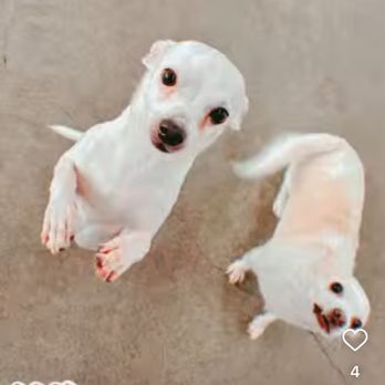 PawsVIP - Today at daycare... - Pet Groomers Near Me - Seattle, Washington