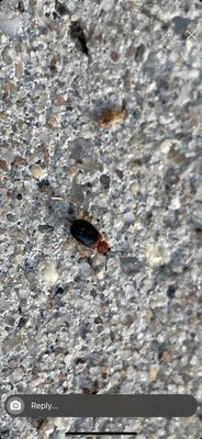 The Coven's Cottage by null